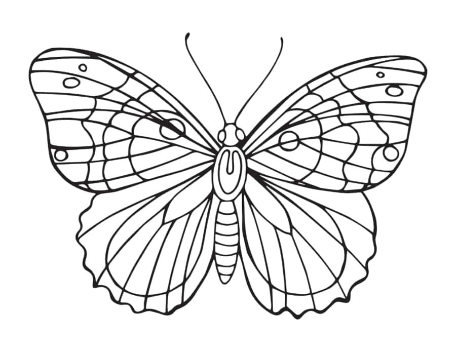 Butterfly Wing Veins Outline Kids Coloring Pages Pdf Free Vectors